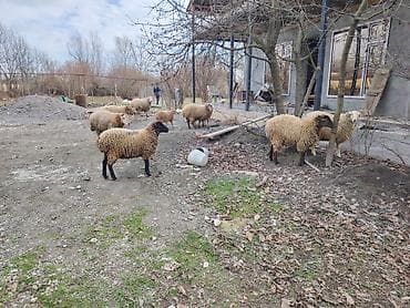 6 dişi 1 erkek kom vəziyyətdə satılır lalafo.az -da 6 dişi 1 erkek kom vəziyyətdə satılır