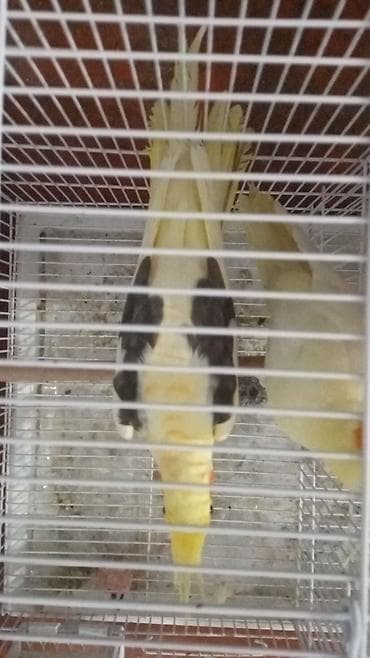 korella quşu: Cəp karella 70 azn yanaqsız karella cütü 300 azn — 2