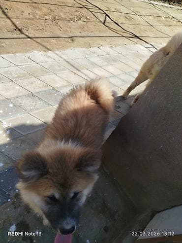 Heyvanlar üçün mallar: Akita-inu, 3 ay, Dişi, Peyvəndli — 4