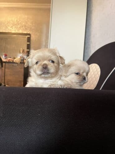 gencede itler: Pekines, 2 ay, Erkek, Peyvəndli — 9