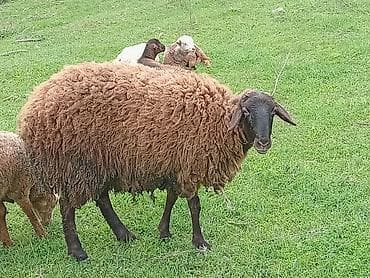 balaca quzu: Qoyun (qəhvəyi yunlu) Qala qoyunu toglu 1nci qarna bogaz - Cins tipi — 7