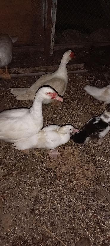 eşey satışı: Musk ördəkləri – ağ rəngli yerli damazlıq Erekelri satilir biri 20 — 3