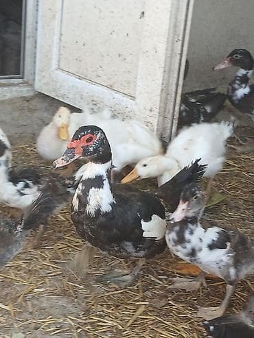 brama cucesi: Muskovy ördəkləri (indoutka) – müxtəlif rəng çalarlarında sürü - — 1