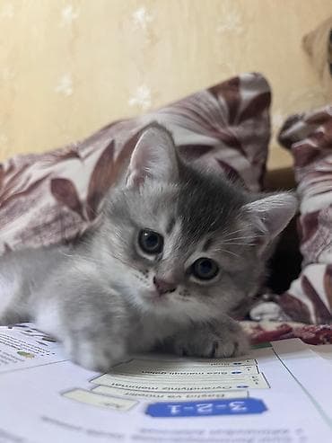 it ucun qurd dermani: Britan, Dişi, Yaxşı əllərə, Ünvandan götürmə — 1