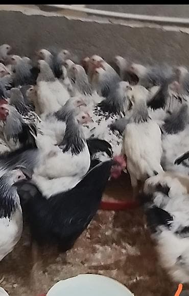 5 aylıq serbirist çolpalar satılır,çekileri 1 kq 300,1 kq 600,qiymet