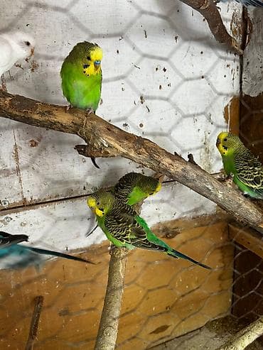 bulbul satisi: Tutuquşular satılır, əlaqə ancaq votsapla — 5