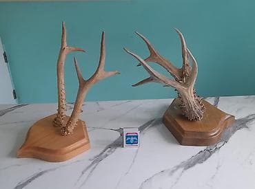 Pastel dəstləri: Təbii maral və ceyran buynuzları – dekorativ kolleksiya Məhsul — 3