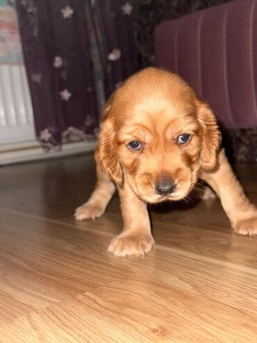 cocker: Koker spaniyel — 2