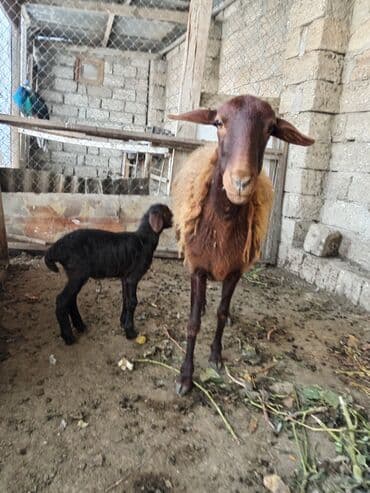 qoyun yanıbala: Qoyun və quzusu – yerli qaragül/yağılı tipli ana heyvan - Ana qoyun — 3