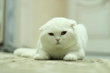 ağ pişikler: Dişi — 10