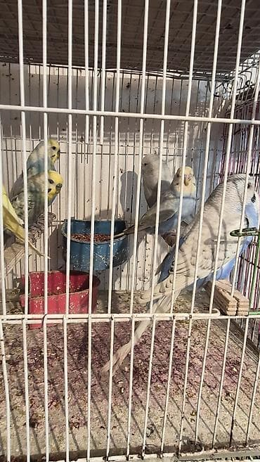 İtlər: Dalğalı tuturqanadlar (budaq papağanları) – müxtəlif rənglərdə - Rəng — 2