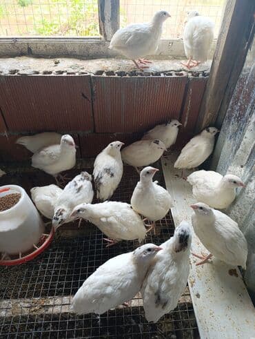 ağ pişik: Masallı. Salam Aləykum. Ağ Texas bildirçinlərinin yumurtası mövcuddur — 4