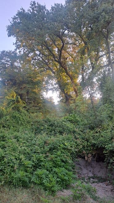 6 ci mikrorayon 1 kv luq verirəm: Satılır: Yaşıl sahə/torpaq sahəsi Təsvir: - Sıx yaşıllıqla örtülü — 1