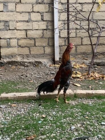 Xoruz, Ağdam, il: 1 lalafo.az -da Xoruz, Ağdam, il: 1