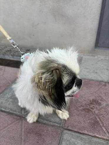 itle: Pekines — 3