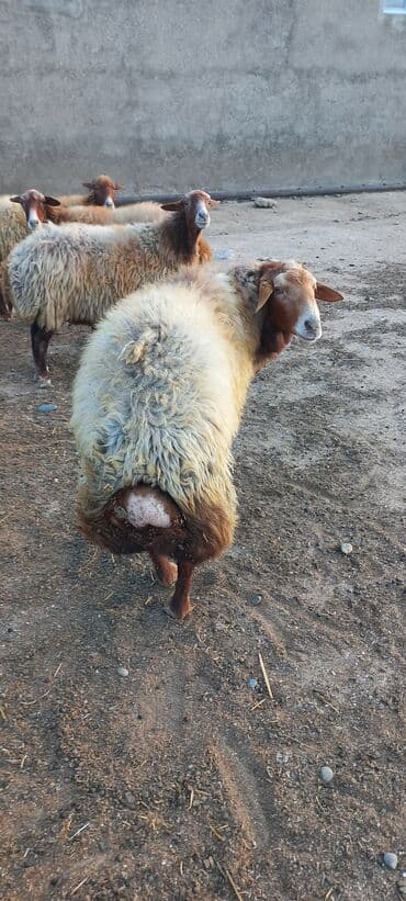 qurbanlıq qoyun: Erkək, Qala, il: 2, Damazlıq, Ünvandan götürmə — 5