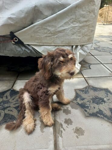 şirin it sekilleri: 2 ay, Erkek, Ünvandan götürmə — 8