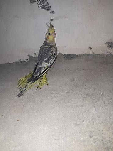 turac quşu: Nymph parrot (Kakaducu/nimfa) – ləkəli boz-sarı rəngli, başda sarı — 1