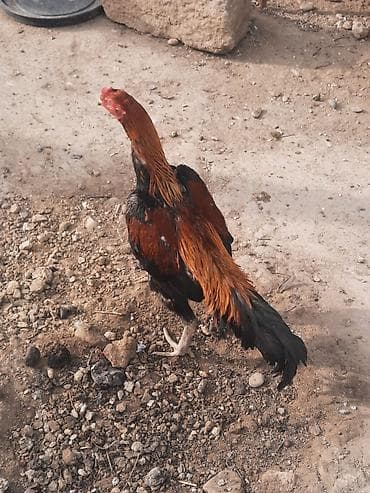 Salam . Super heyvan çıxarıram satışa kim əsil ideal qan bala lalafo.az -da Salam . Super heyvan çıxarıram satışa kim əsil ideal qan bala