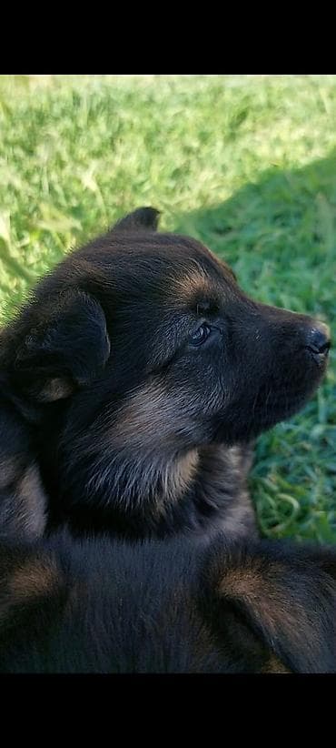 ucuz it yemleri: Alman çoban iti, 1 ay, Erkek, Ünvandan götürmə — 6