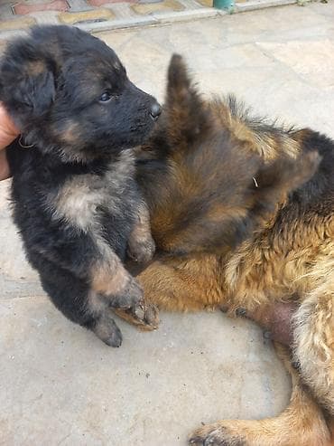 satılan itlər: Alman çoban iti, 1 ay, Erkek, Peyvəndli, Rayonlara çatdırılma — 1
