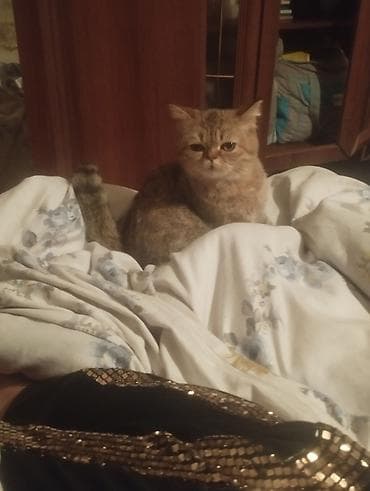 pulsuz pisik: Cins gözəlliyi ilə seçilən ev pişiyi - Qısa burunlu, yumru üzlü — 7