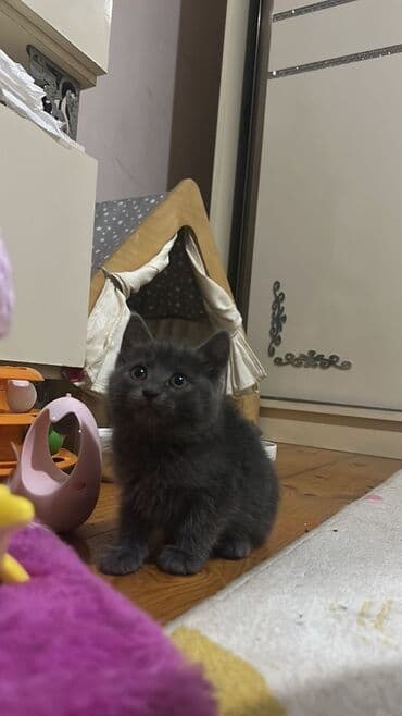 erkək pişik adları: Britan — 2