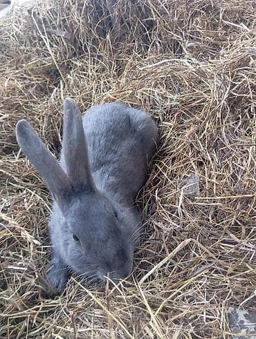 Quşlar: Heyvan: Dovşanlar (bir neçə fərqli rəng və tip) Təsvir: - Seçimlər — 3