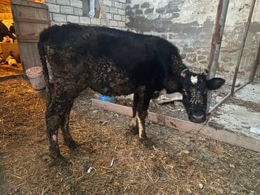 Inəklər, öküzlər: Dişi danadı körpe Bakı malıdı tovle malıdı — 5