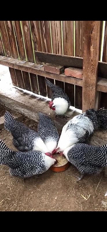 iri buynuzlu mal: Toyuq, Yumurtalıq — 5