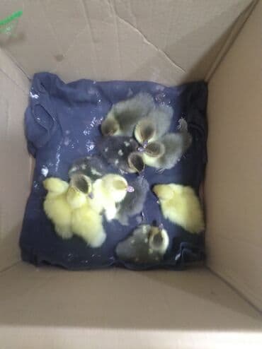 ördək balası və cücə: Qaz balaları – erkən yaş Məhsul təsviri: - Karton qutuda saxlanılan — 1