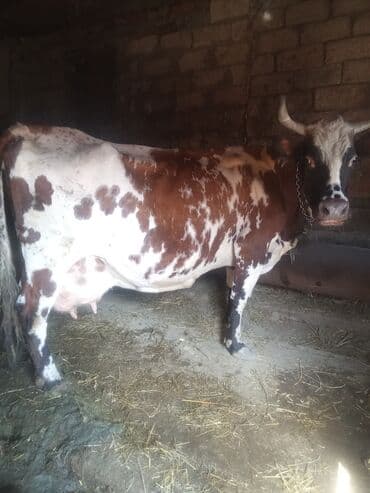 sağmal inek: Süd inəyi – al-ala rəngli, buynuzlu, güclü bədən quruluşlu — 1