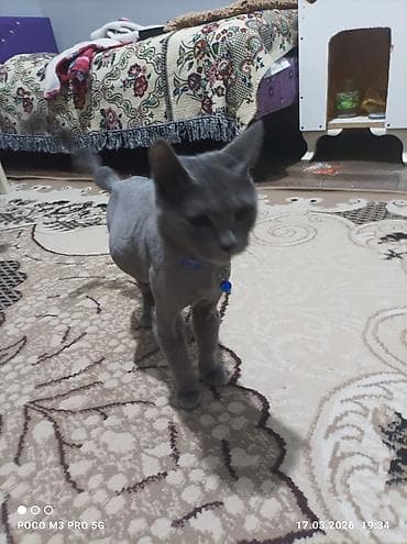 pişik satisi 2019: Rus mavi — 4