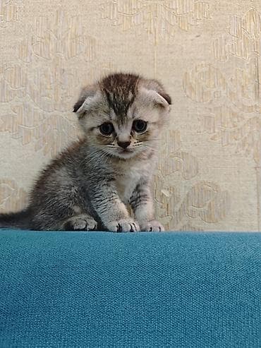 kanqal satilir: Erkək, Dişi — 9