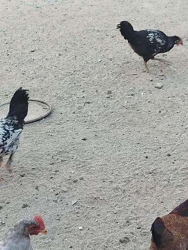 Digər quşlar: Salam 20 ədəd çorpadir, bəzilərinin şəkili var,yaşları 4 aydan — 8