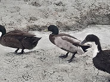 lal ördey: Salam Allah hamının malına çülkünə bərəkət versin təmiz yaşılbaş — 1