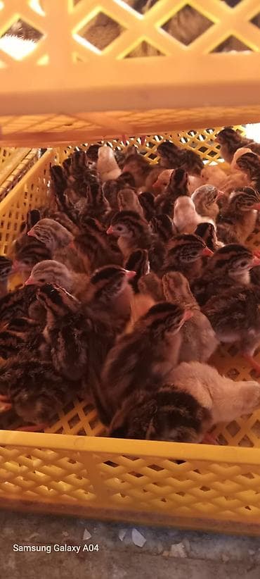 2 ayliq cuceler: 2,50 qepiye sesek cücesi çatırılma var — 2