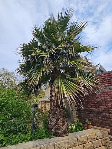 Sağlam və baxımlı Palma ağacı satılır - 3.2 metr gövdə (Vaşinqtoniya)