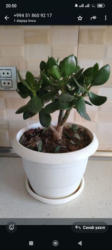 ağacların dərmanlanması: Otaq bitkiləri — 3