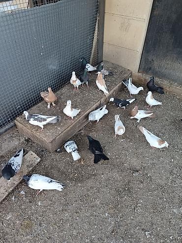 Heyvanlar üçün mallar: Yerli və iran cinsləri. Quşlar fərqli qiymətlərə satılır. Kütdə — 3