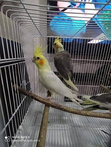 qarğa balası: Salam danisan quslar satilir. Yaslari ferqlidir. Quslar dislemir — 7