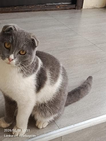 barama qiymeti: Şotland, Erkək — 3