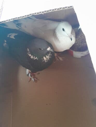 at satisi qiymetleri: 2isi 5m bir fer bir xoruz — 2