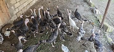 ördək balası və cücə: 28 ədəd 4 Aylıq Hind Quşları Satılır. Real Alıcılar Narahat Etsin — 2