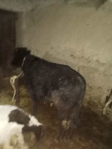 Сельхоз птицы: Cüt satlır üvan celilabdı ciddi şexsler zeng vursun 2550manata deylir — 4