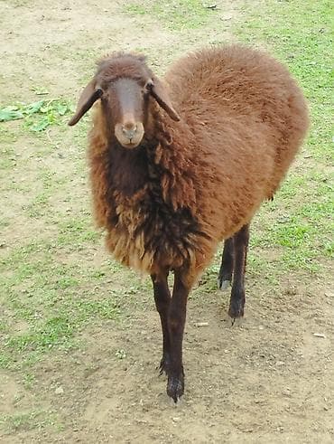 Yemlər: Salam Allah hamının malına bərəkət versün! Şəkildə gördüyünüz quzular — 10