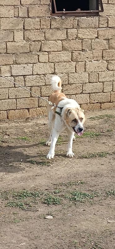 qus adlari azeri: Qurdbasar, 2 il, Erkek, Peyvəndli, Ödənişli çatdırılma — 4