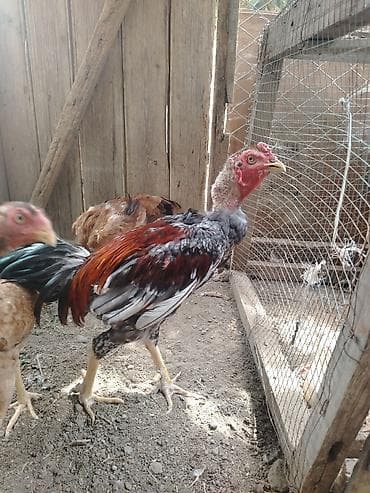cücə və xoruz təmsil: Xoruz, il: 3, Ünvandan götürmə — 2