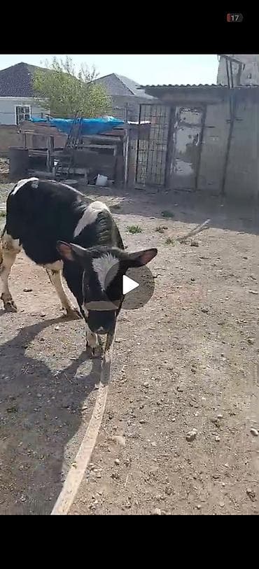 ev heyvanlari satisi: Qara-ağ rəngli dana - Növ: Mal-qara, dana - Rəng: Qara-ağ ləkəli - — 1