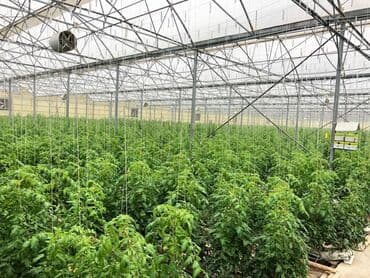 hovsanda obyekt satılır: Zirə Kəndi, 10 hektar sahəsi olan parnik satılır. 5 hektar yarım — 5